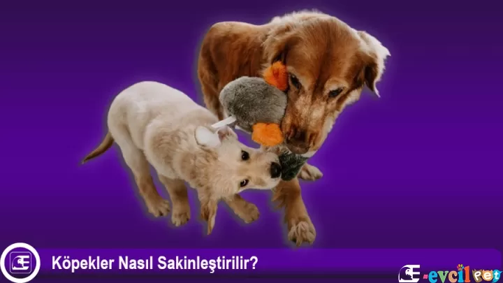 Köpekler Nasıl Sakinleştirilir?