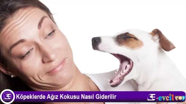 Köpeklerde Ağız Kokusu Nasıl Giderilir