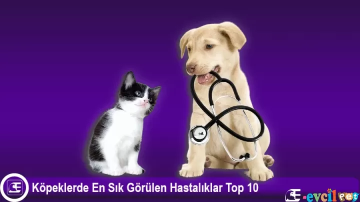 Köpeklerde En Sık Görülen Hastalıklar Top 10