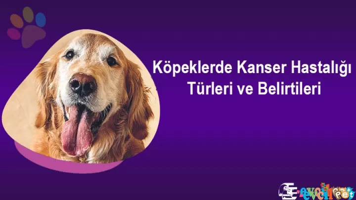 Köpeklerde Kanser