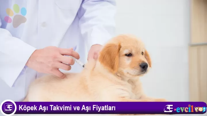 Köpeklerin Aşı Takvimi ve Aşı Fiyatlandırmaları