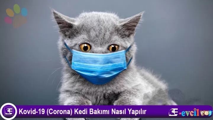 Kovid-19 (Corona) Kedi Bakımı Nasıl Yapılır