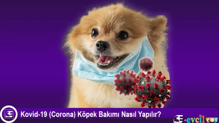 Kovid-19 (Corona) Köpek Bakımı Nasıl Yapılır