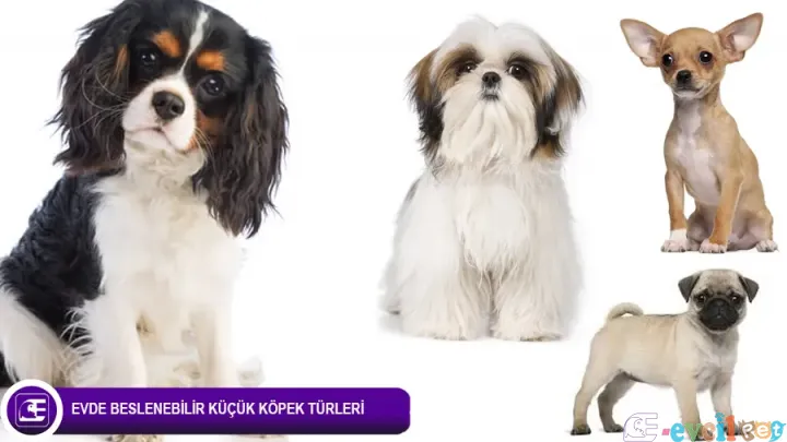 Küçük Köpek Cinsi ve Irkları