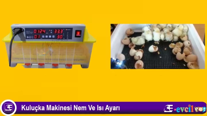 Kuluçka Makinesi Nem Ve Isı Ayarı