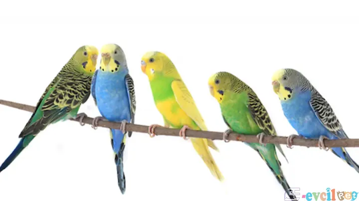 En Değerli Muhabbet Kuşu Cinsi Hangisidir?