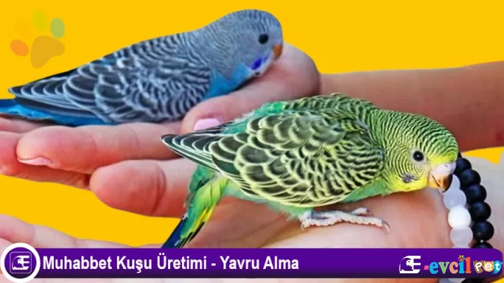 Muhabbet Kuşu üretimi