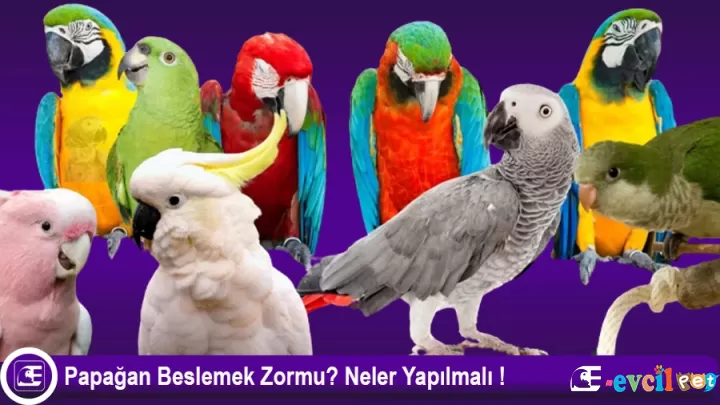 Papağan Beslemek