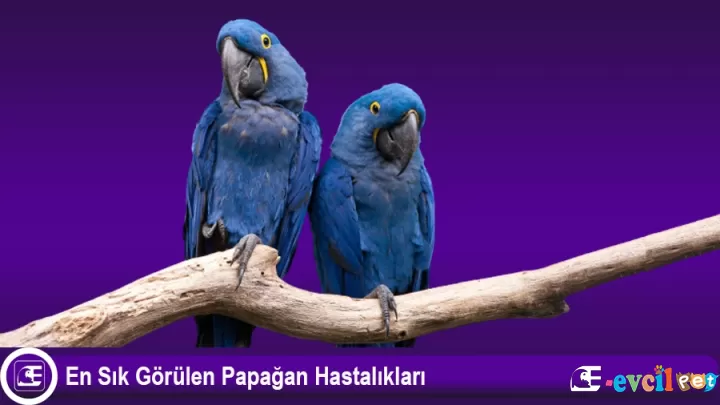 Papağan Hastalıkları
