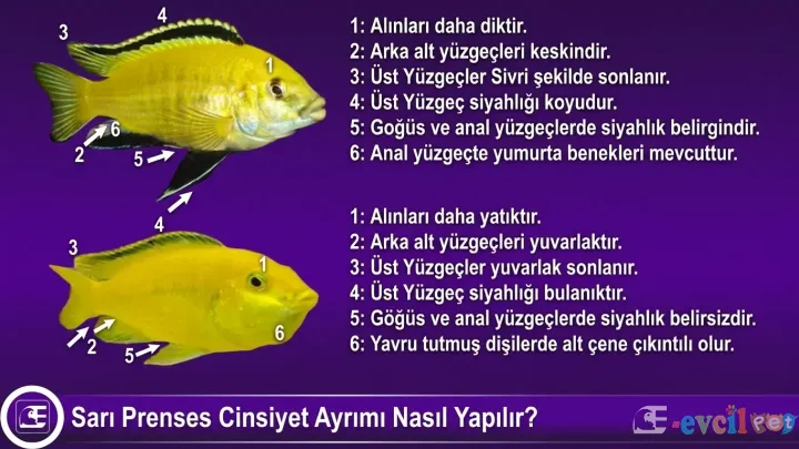 Sarı Prenses Cinsiyet Ayrımı