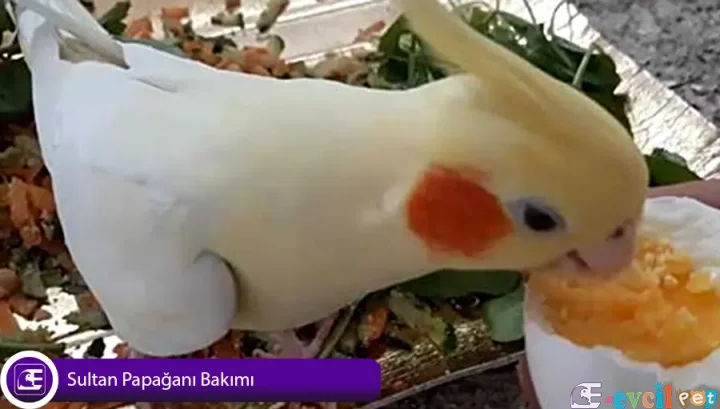 Sultan Papağanı Bakımı
