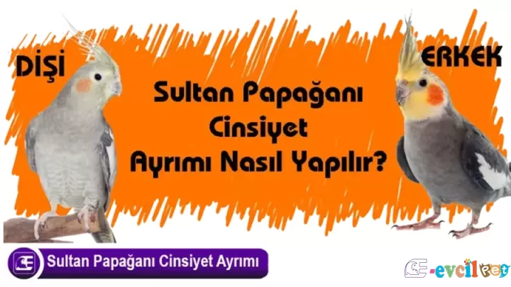 Sultan Papağanı Cinsiyet Ayrımı Resimli