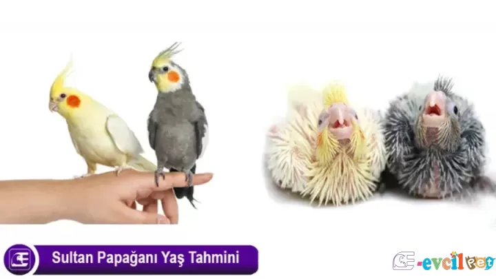 Sultan Papağanı Yaşı Nasıl Anlaşılır?