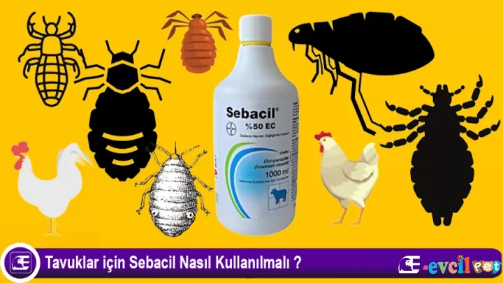 Tavuklar için Sebacil Nasıl Kullanılmalı ?
