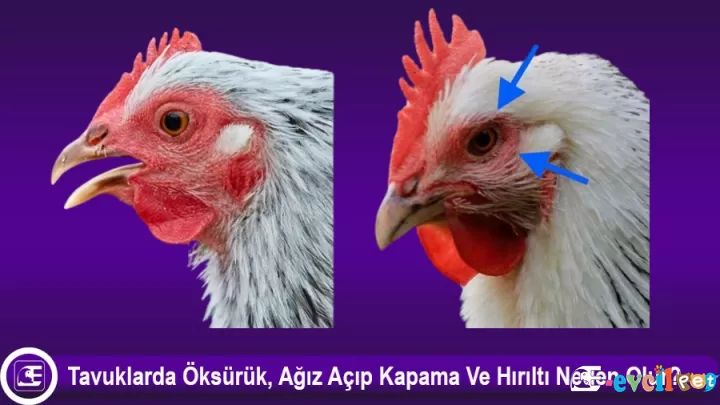 Tavuklarda Öksürük, Ağız Açıp Kapama Ve Hırıltı Neden Olur?