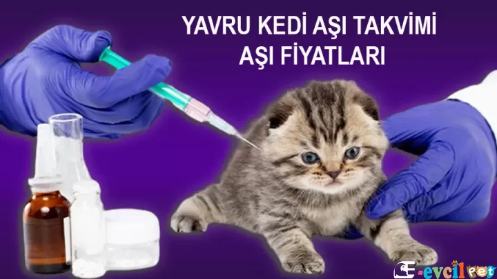 Yavru kedilere hangi aşılar yapılır? Yavru kedi aşı takvimi!