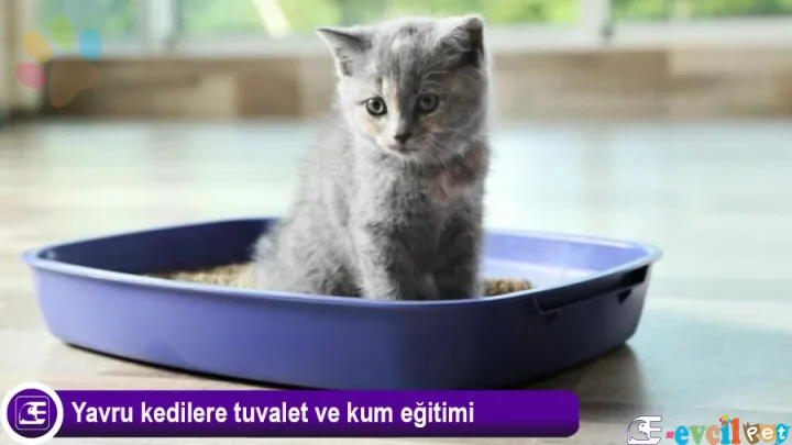 Yavru Kedilere Tuvalet Eğitimi Nasıl Verilir?