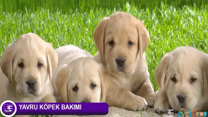 Yavru Köpek Bakımı