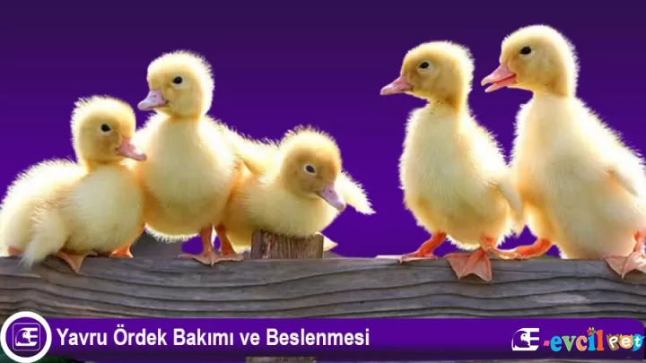 Yavru Ördek Bakımı Nasıl Yapılır?