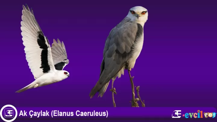 Ak Çaylak (Elanus Caeruleus)
