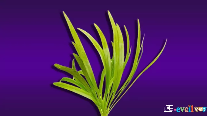 Saz Bitkisi (Vallisneria)
