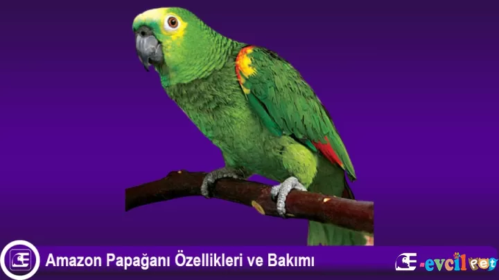 Amazon Papağanı Özellikleri ve Bakımı