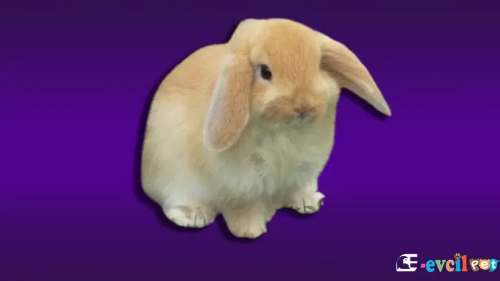 Amerikan Fuzzy Lop Tavşanı