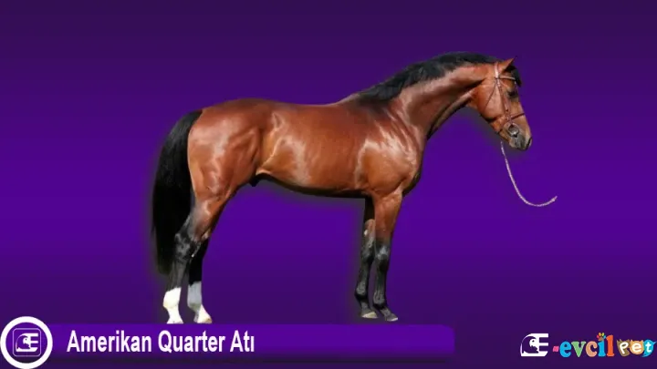 Amerikan Quarter Atı
