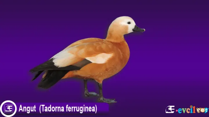 Angut Ördeği