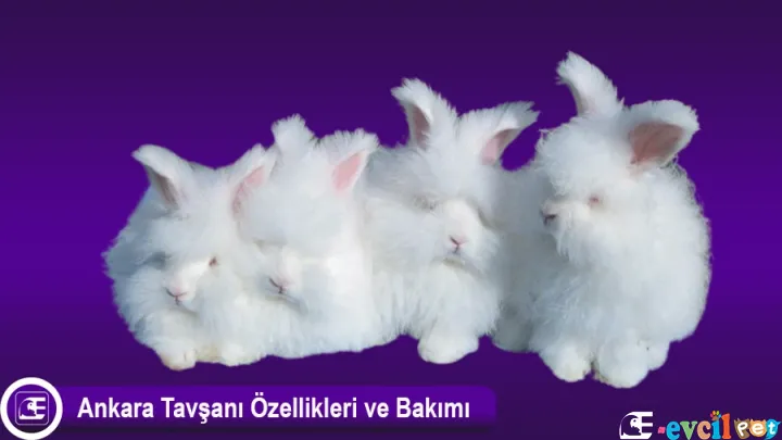 Ankara Tavşanı Özellikleri ve Bakımı