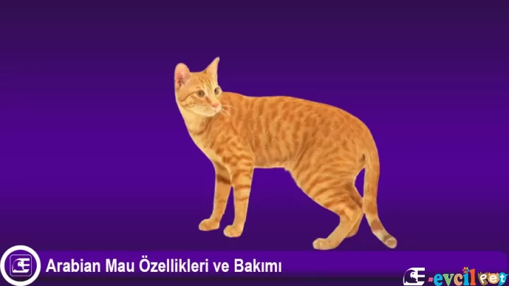 Arabian Mau Özellikleri ve Bakımı