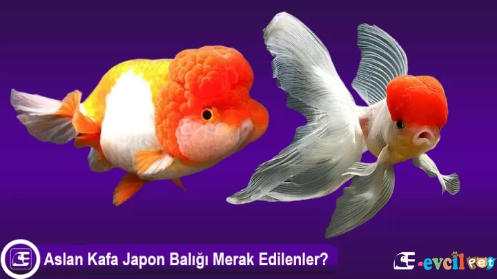 Aslanbaş Japon Balığı Özellikleri ve Bakımı