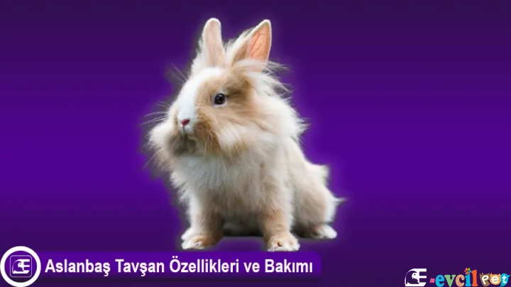 Aslanbaş Tavşan Özellikleri ve Bakımı
