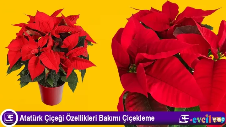 Evde Atatürk Çiçeği (Ponsetya) Bakımı: İpuçları ve Yöntemler