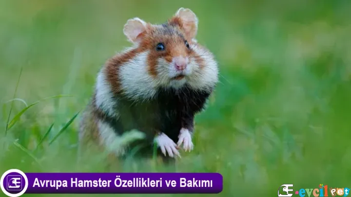 Avrupa Hamster Özellikleri ve Bakımı