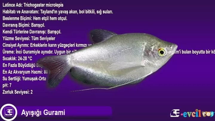 Ayışığı Gurami (Trichogaster microlepis)