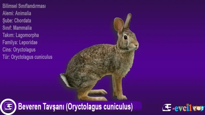 Beveren Tavşanı