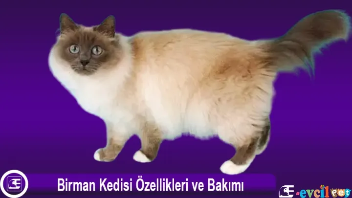 Birman Kedi