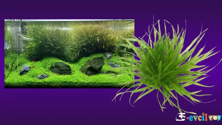 Blyxa japonica