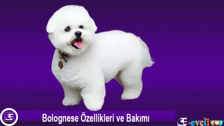 Bichon Bolognese Özellikleri ve Bakımı