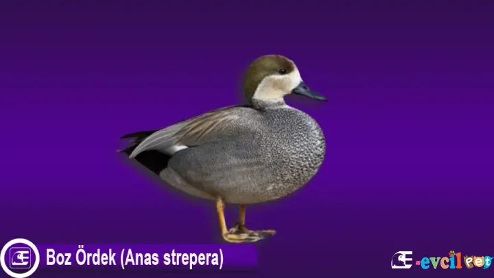 Boz Ördek