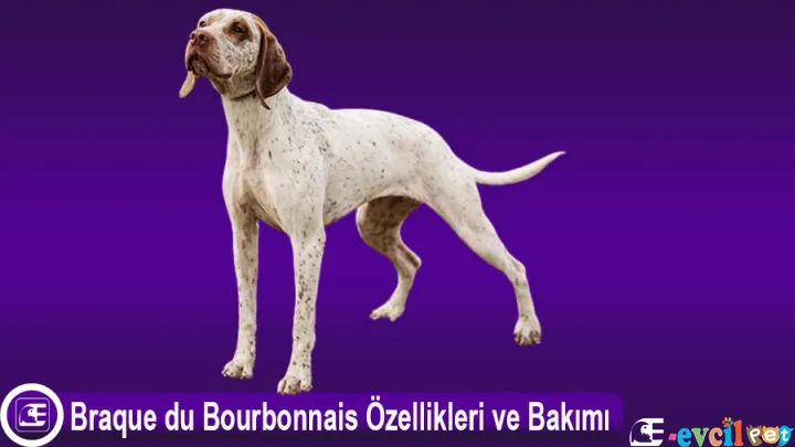 Braque du Bourbonnais Özellikleri ve Bakımı