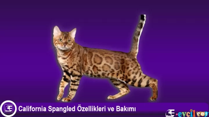 California Spangled Özellikleri ve Bakımı