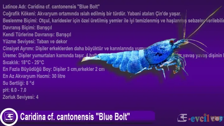 Caridina cf. cantonensis Blue Bolt