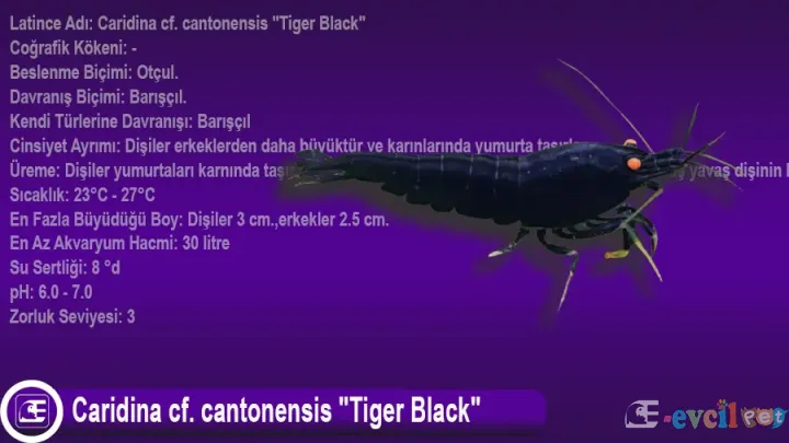 Caridina cf. cantonensis Tiger Black