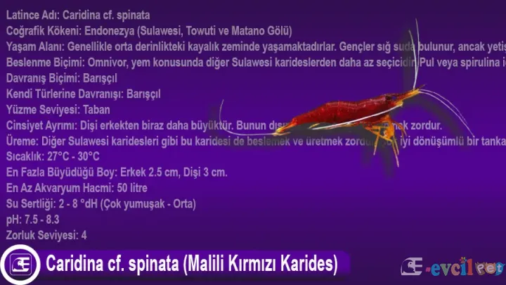 Caridina cf. spinata (Malili Kırmızı Karides)