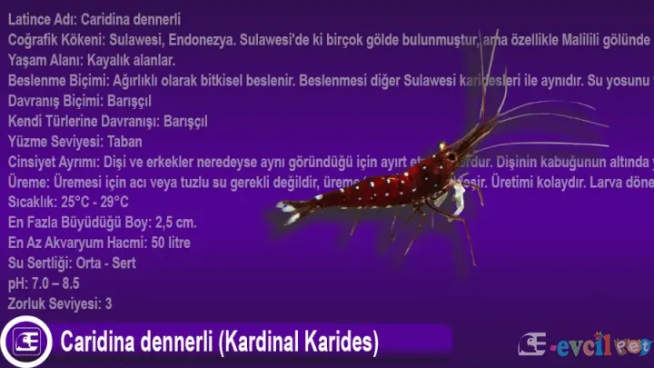 Caridina dennerli (Kardinal Karides)