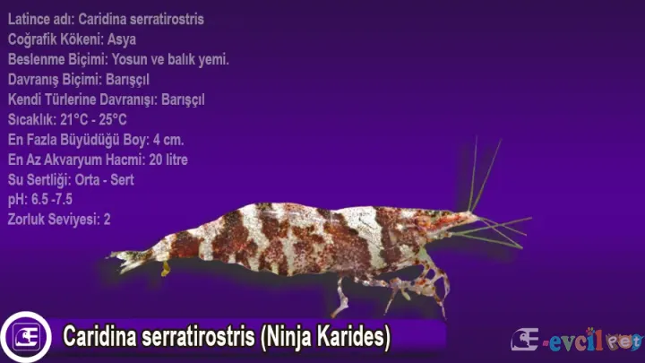 Caridina serratirostris (Ninja Karides)