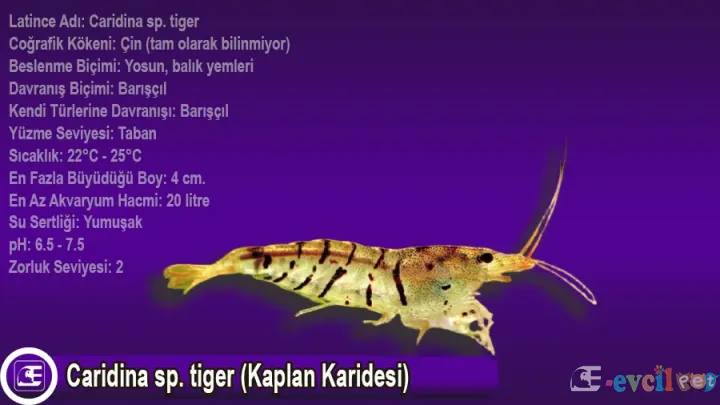 Caridina sp. tiger (Kaplan Karidesi)