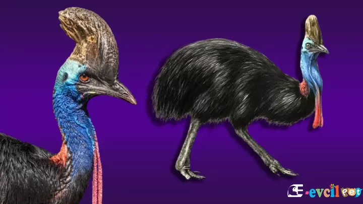 Cassowary Kuşu